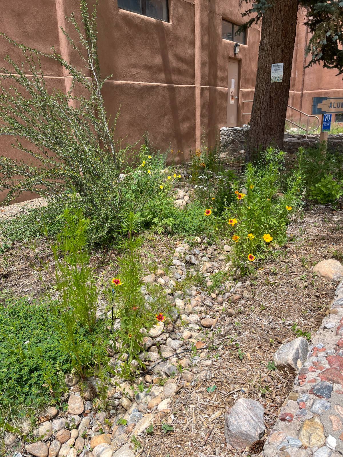 After one year, plantings in the rain garden are firmly established and coreopsis and other plants are coming into bloom. 